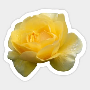 Pretty Yellow Rose with Raindrops Sticker